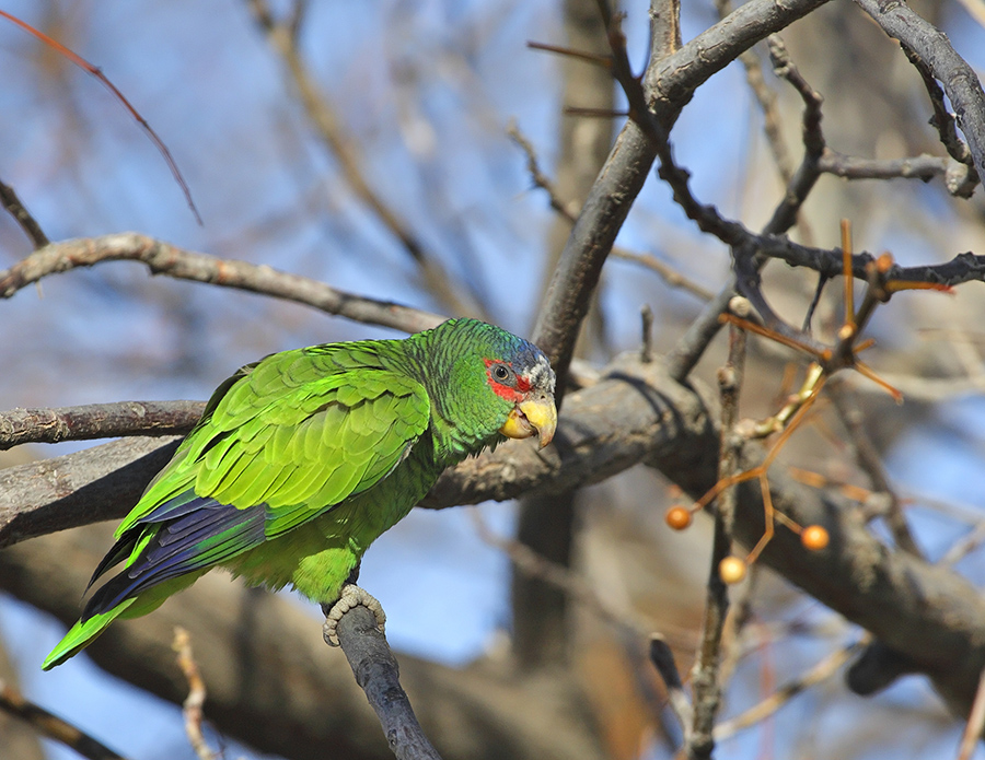 white-fronted-parrot-PP_0824H1958