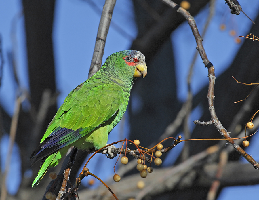 white-fronted-parrot-PP_0824H2184