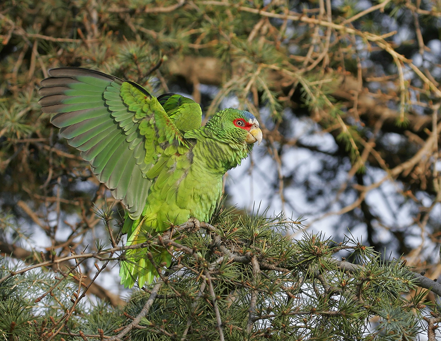 white-fronted-parrot-PP_MG0162