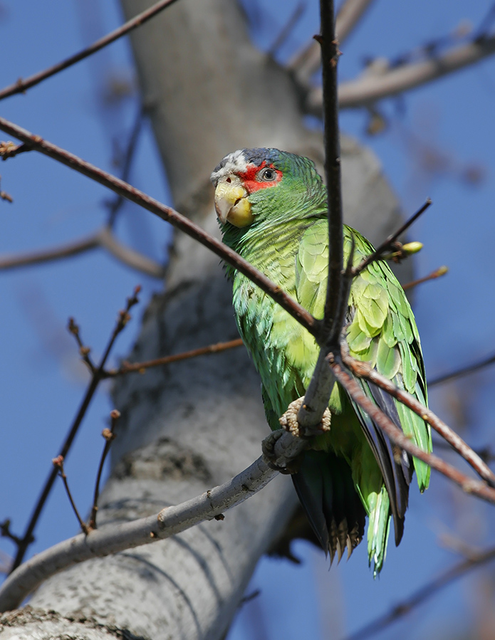 white-fronted-parrot-PP_MG052575