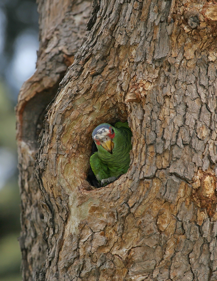 white-fronted-parrot-PP_MG061511