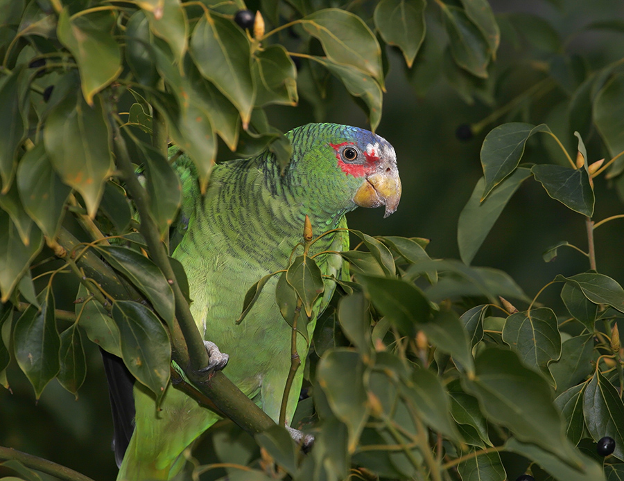 white-fronted-parrot-PP_MG072352