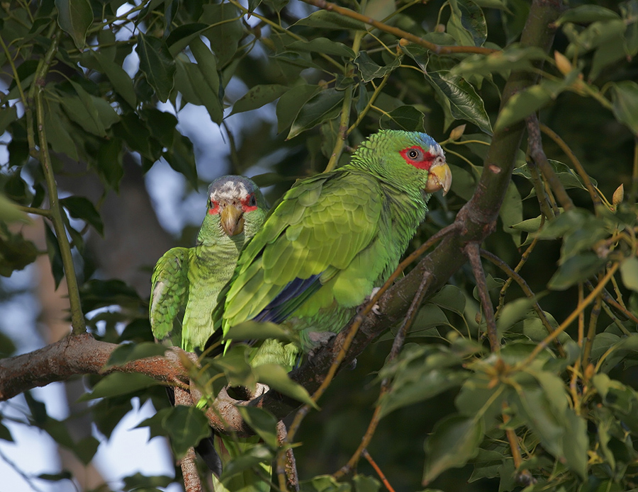 white-fronted-parrot-PP_MG072922