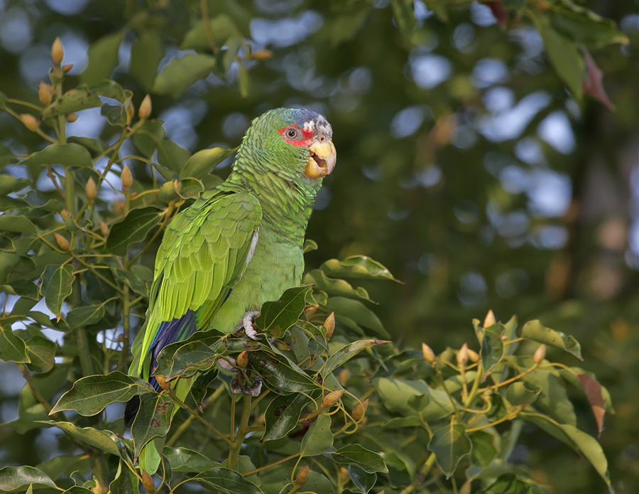 white-fronted-parrot-PP_MG072959