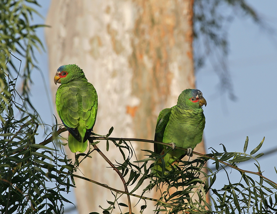 white-fronted-parrot-PP_MG073093