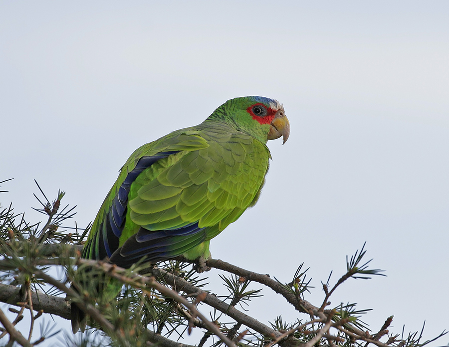 white-fronted-parrot-PP_MG073273