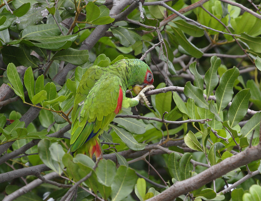 white-fronted-parrot-PP_MG0972