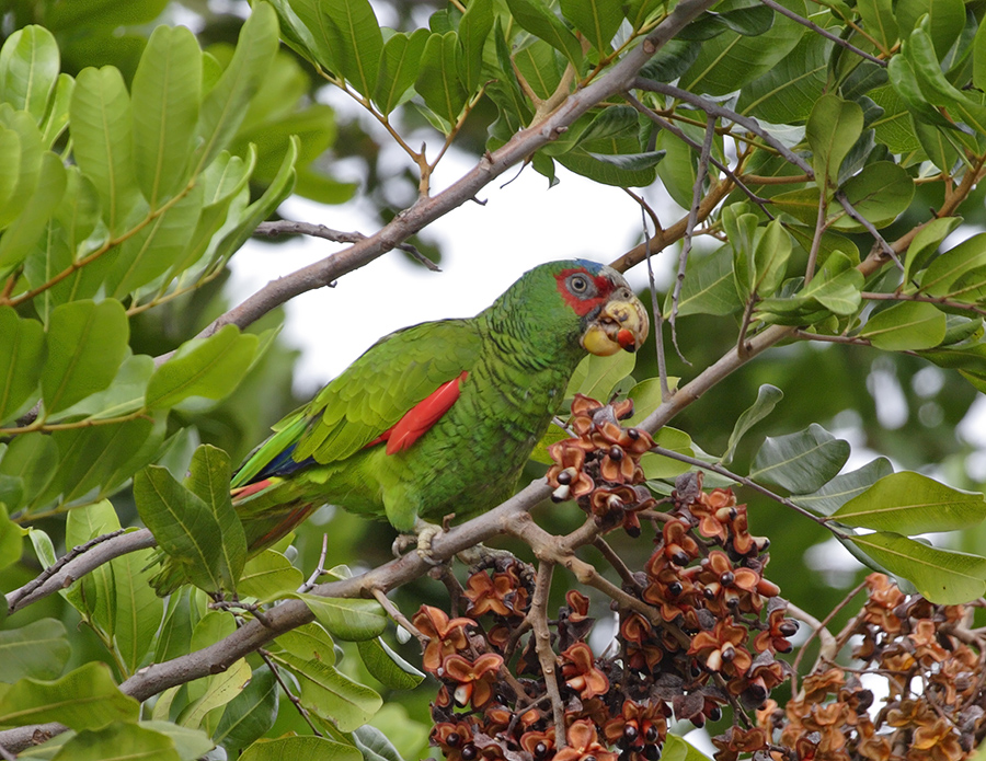 white-fronted-parrot-PP_MG0987