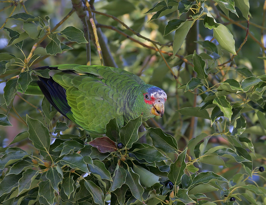 white-fronted-parrot-PP_MG1208