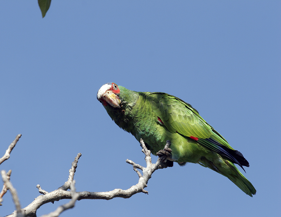 white-fronted-parrot-PP_MG1549X