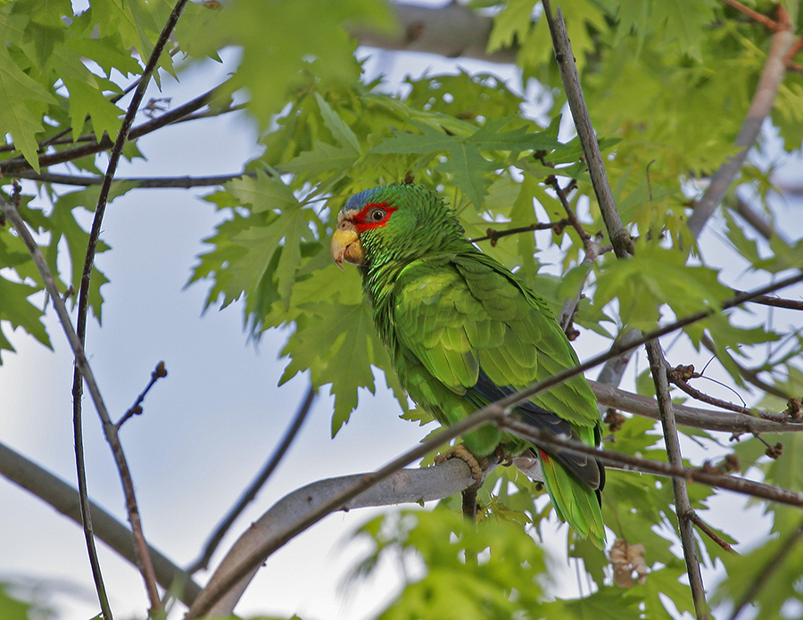 white-fronted-parrot-PP_MG1880