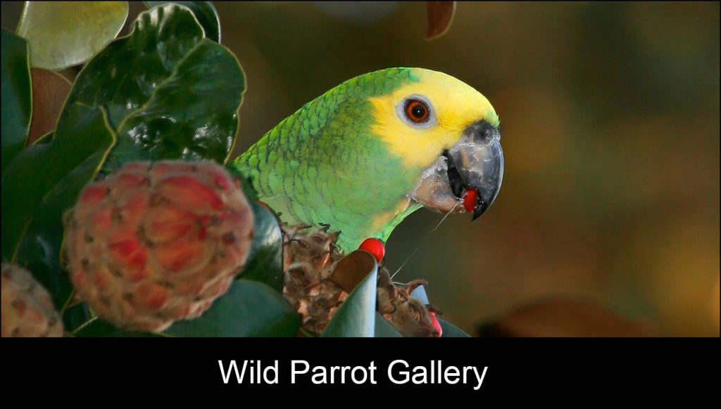 Wild Parrot Gallery