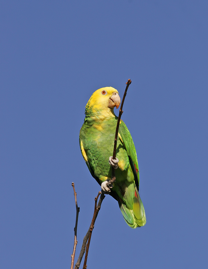 yellow-headed-parrot-P_073170