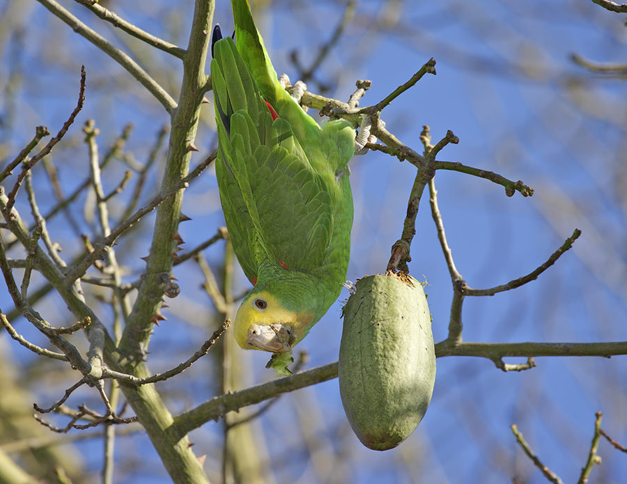 yellow-headed-parrot-P_24H1932