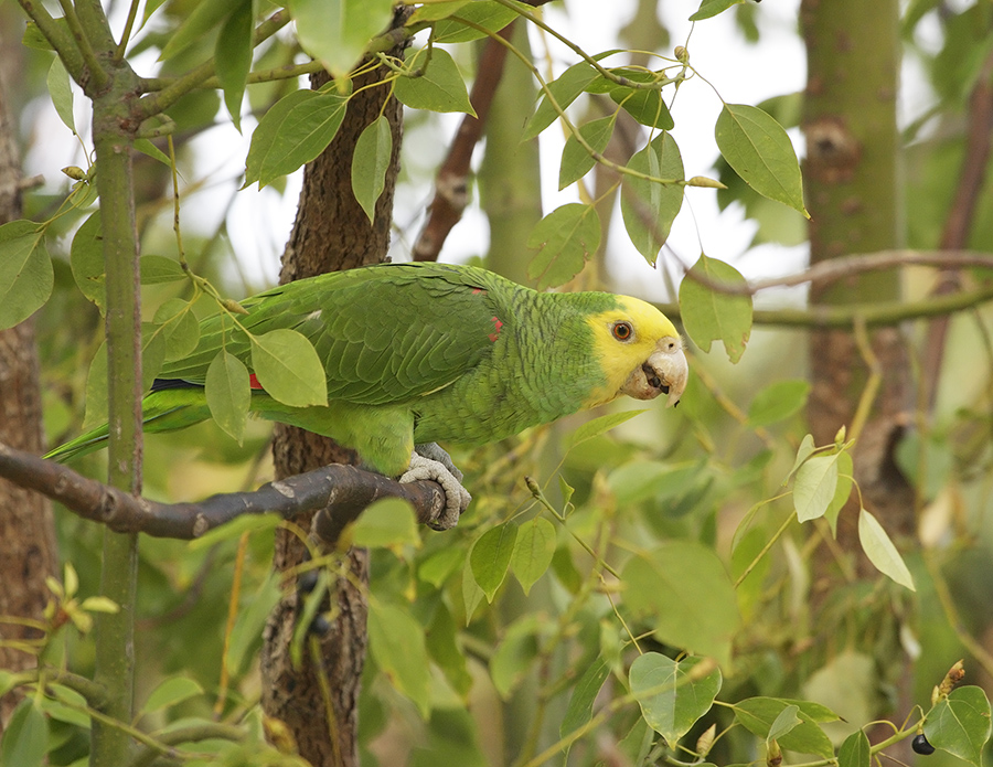 yellow-headed-parrot-P_24H2439