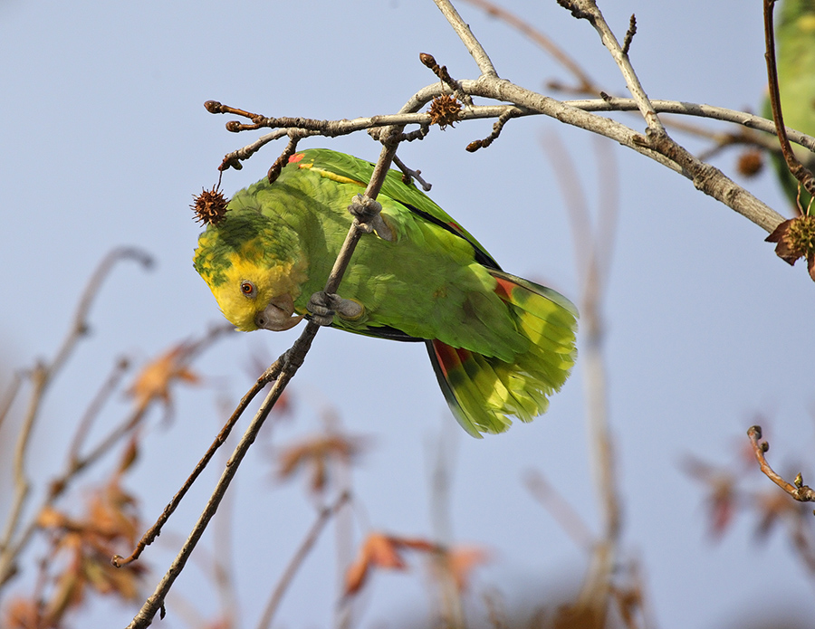 yellow-headed-parrot-P_24H9629