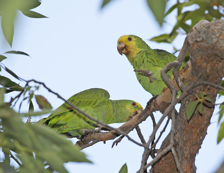 yellow-headed-parrot-P_24H9704