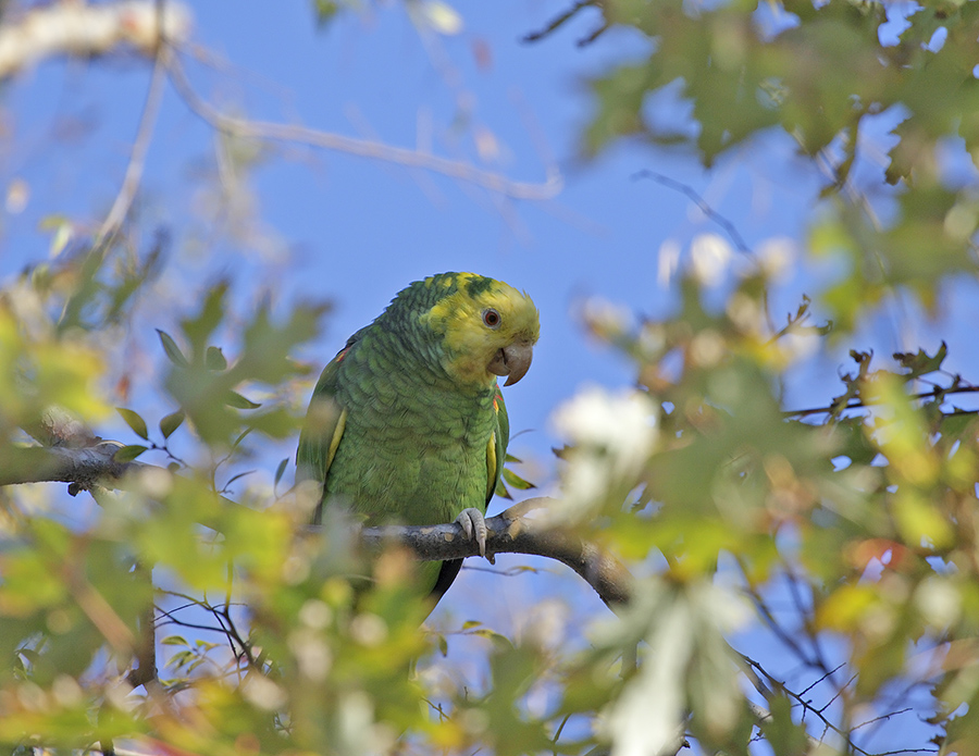 yellow-headed-parrot-P_24H9725