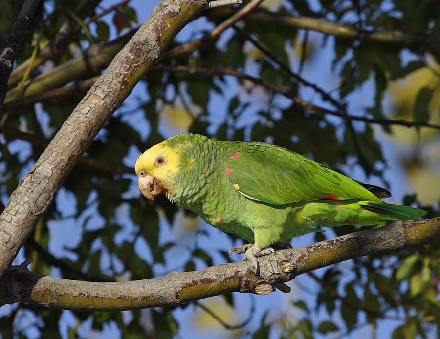 yellow-headed-parrot-P_MG3691