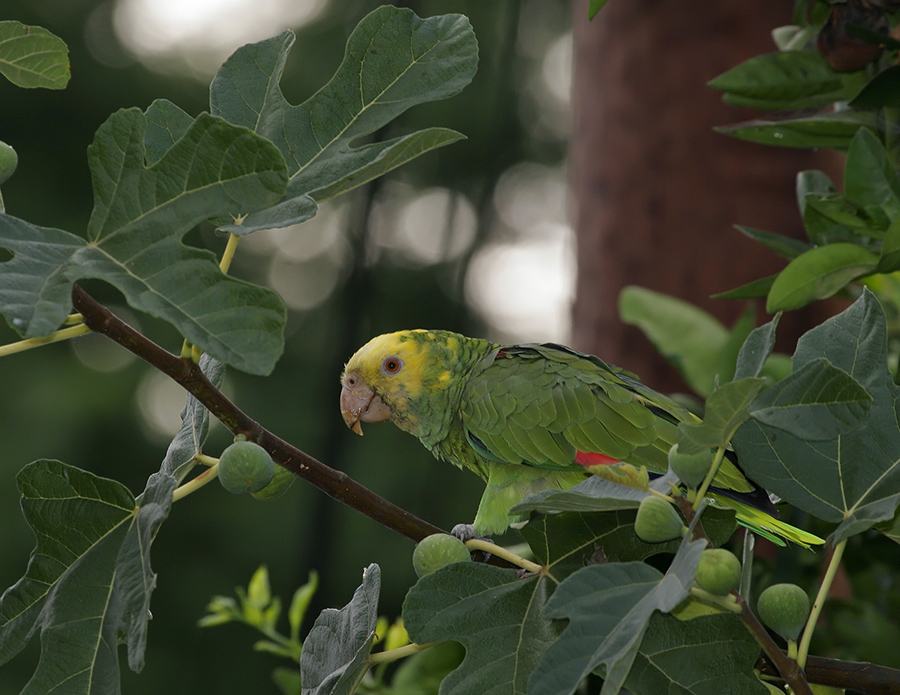 yellow-headed-parrot-P_MG9516