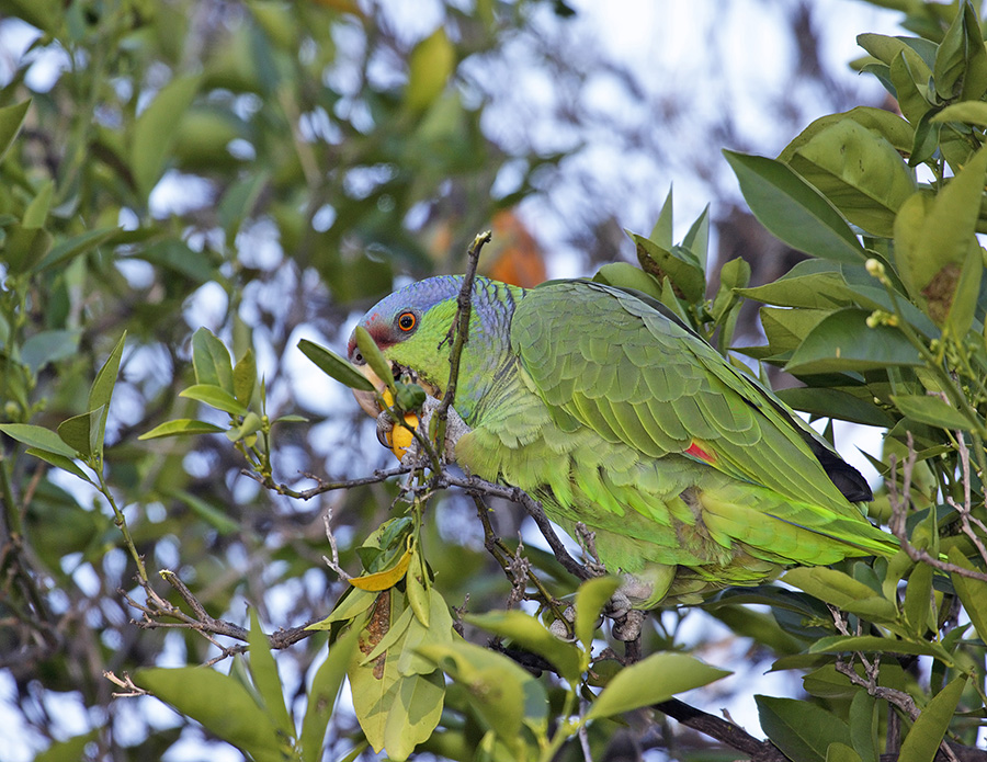lilac-crowned-parrot-PP_24H0671