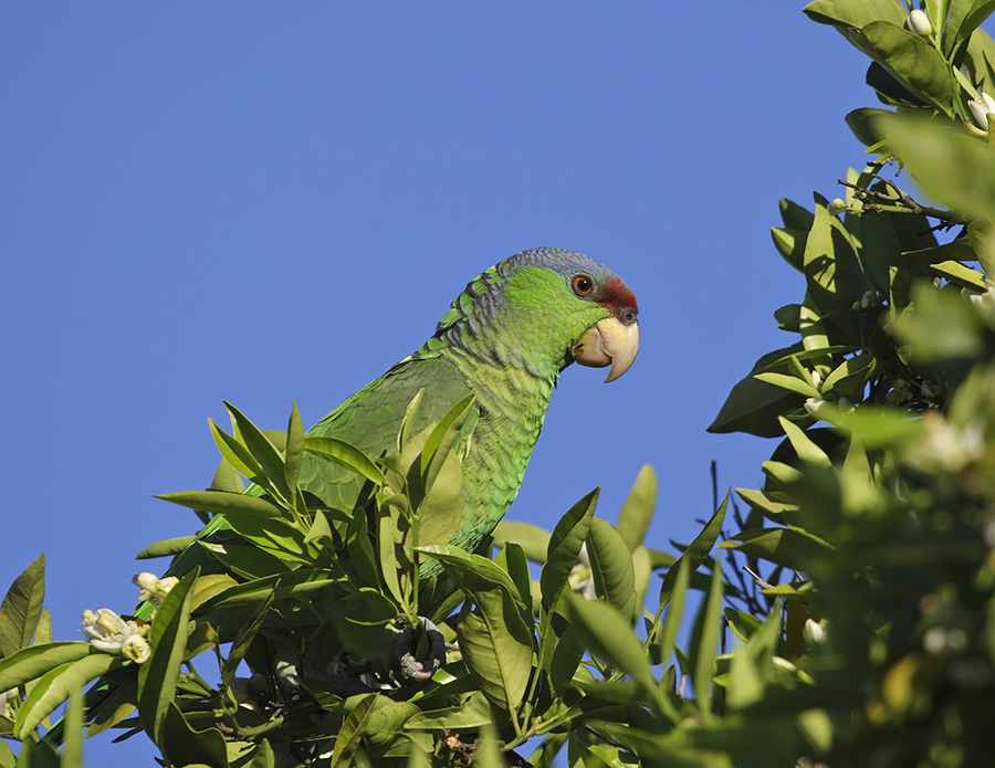 lilac-crowned-parrot-PP_24H2387