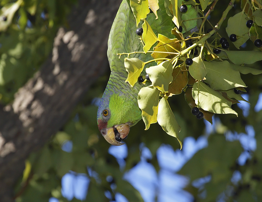 lilac-crowned-parrot-PP_24H3178