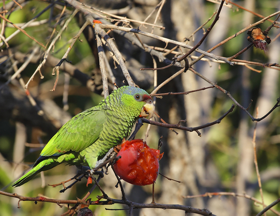 lilac-crowned-parrot-PP_24H4485