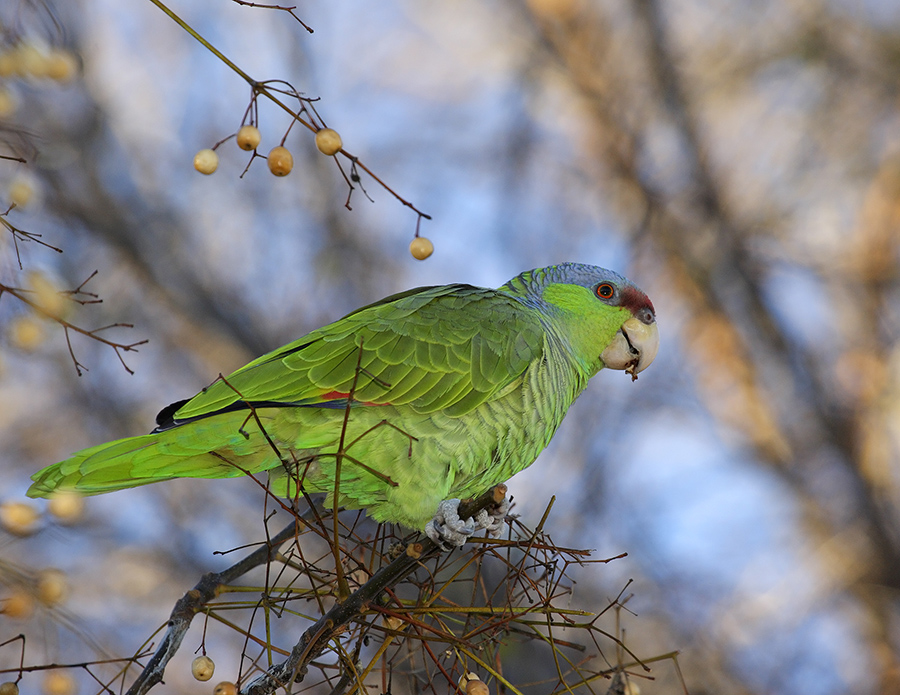 lilac-crowned-parrot-PP_24H4817