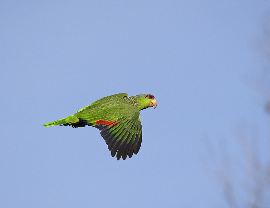 lilac-crowned-parrot-PP_24H7179