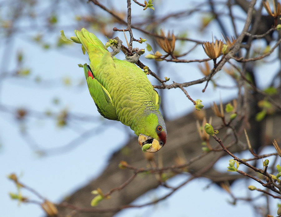 lilac-crowned-parrot-PP_24H7489