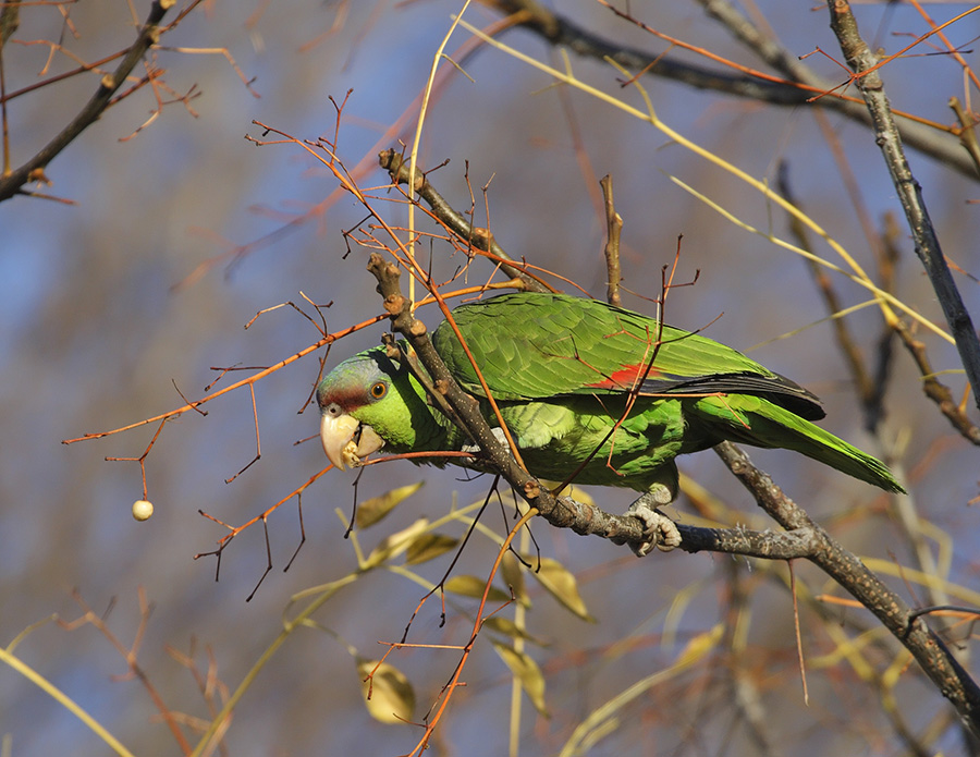 lilac-crowned-parrot-PP_24H8244