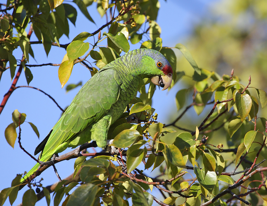 lilac-crowned-parrot-PP_24H8326
