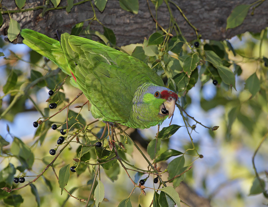 lilac-crowned-parrot-PP_24H9454