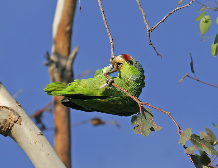 lilac-crowned-parrot-PP_MG0633