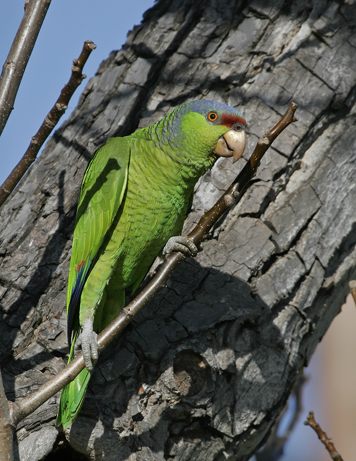 lilac-crowned-parrot-PP_MG0902