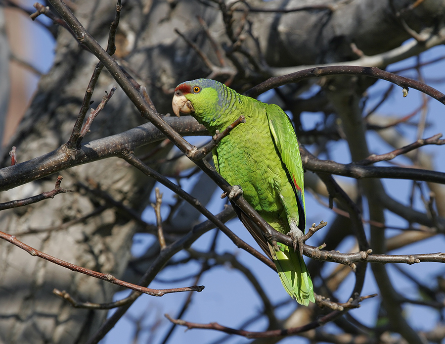 lilac-crowned-parrot-PP_MG1508
