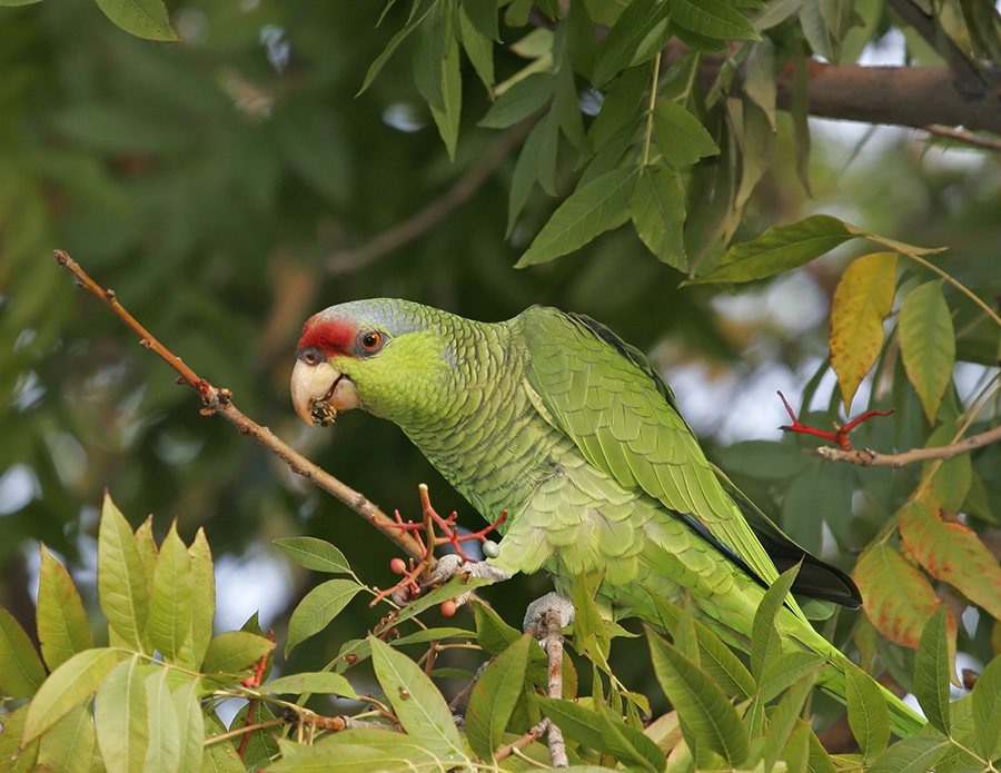 lilac-crowned-parrot-PP_MG1930
