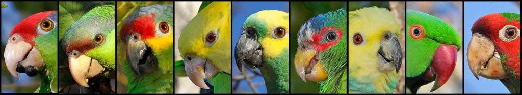 Parrot pages banner