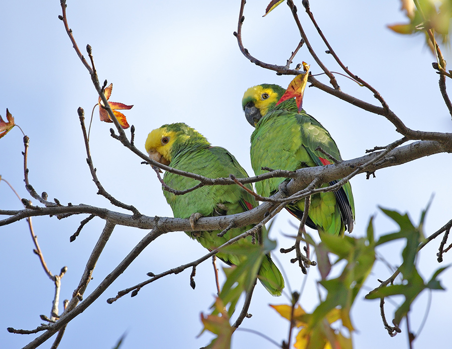 Yellow Headed Turquoise Fronted Parrot