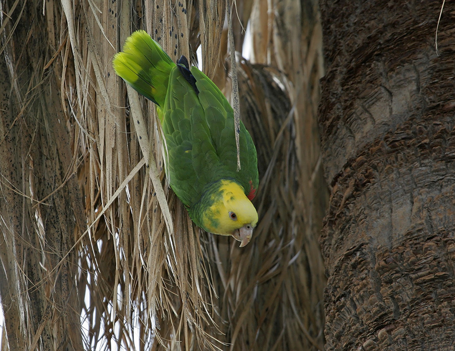 yellow-headed-parrot-PP_24H070640