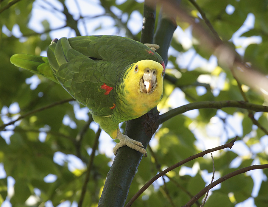 yellow-headed-parrot-PP_24H2079