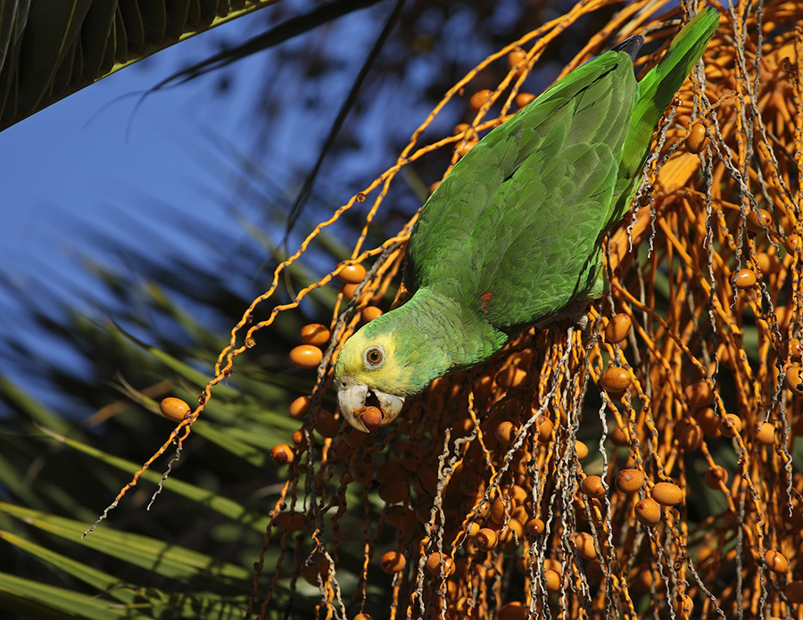 yellow-headed-parrot-PP_24H6105