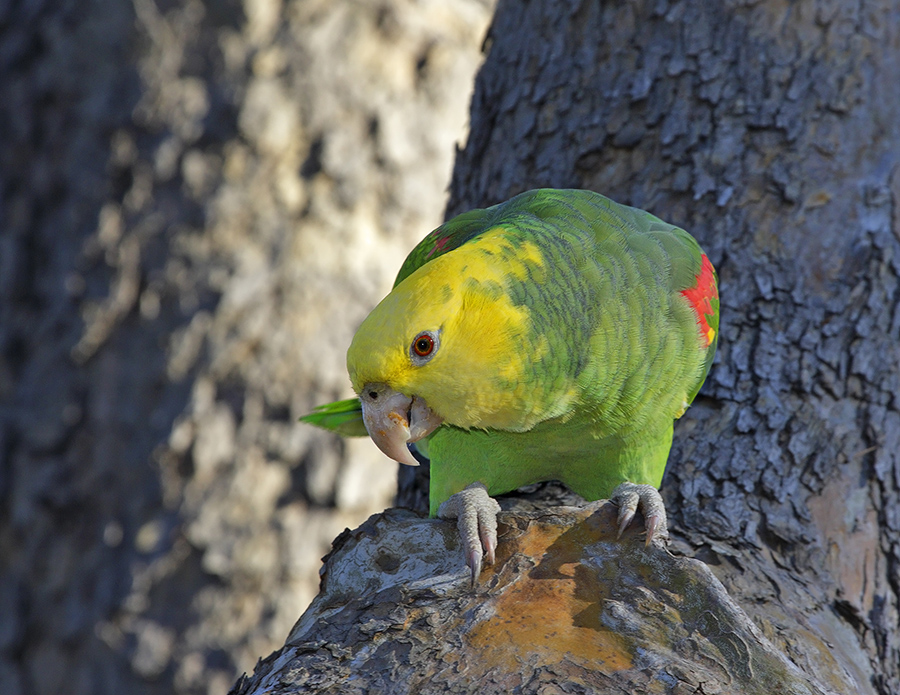 yellow-headed-parrot-PP_24H7592