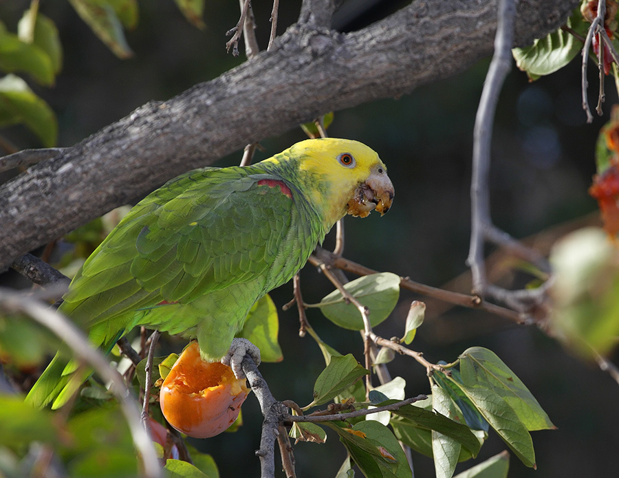 yellow-headed-parrot-PP_4H4856