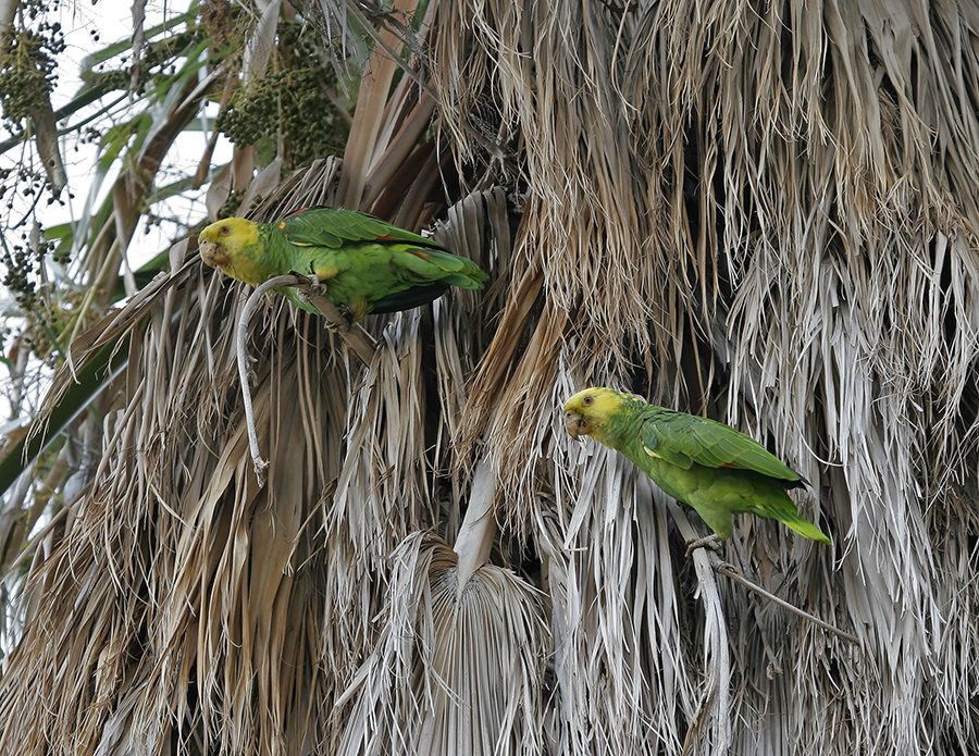 yellow-headed-parrot-PP_MG0151