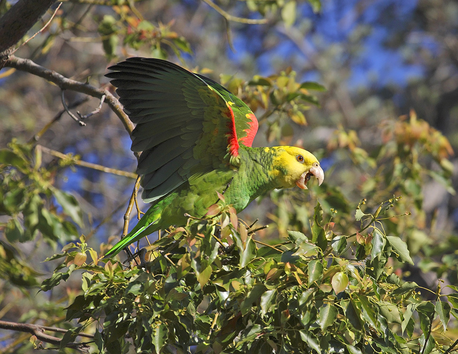 yellow-hesded-parrot-PP_24H6011
